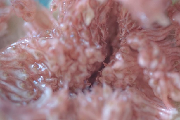 © Sofia Bucci. Serie “Oleandro”, 2014