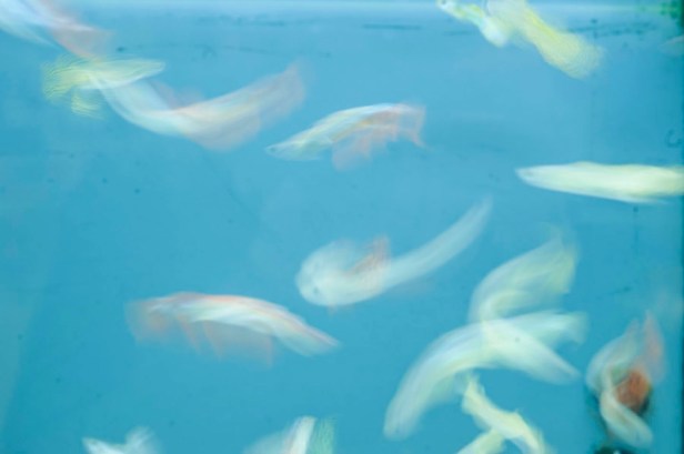 © Sofia Bucci. Serie “Oleandro”, 2014